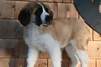 processed/f474c370-a41a-4d6e-9302-3dc1747fd9f5/listing/bc25518d-93f0-48ae-9d3f-5276a4b1aaa2/809f3341-c097-4ac9-b7bf-40ae9e6044c3