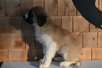 processed/f474c370-a41a-4d6e-9302-3dc1747fd9f5/listing/bc25518d-93f0-48ae-9d3f-5276a4b1aaa2/a5b2ee7a-a1a2-4aa6-b3b1-c3ad253d8a0b