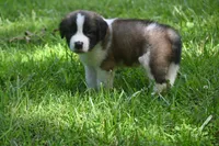 Bigly Purebred St Bernard Registered / Pedigree male , a male Saint Bernard for sale in Kansas City, MO – 5 of 8