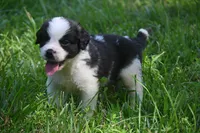 Simon Purebred St Bernard Registered / Pedigree Male, a male Saint Bernard for sale in Kansas City, MO – 4 of 10