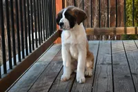 processed/f474c370-a41a-4d6e-9302-3dc1747fd9f5/listing/c25b5c02-975a-4f89-a078-168d23621096/954e4b96-f6f8-472e-9225-d60772a3e086