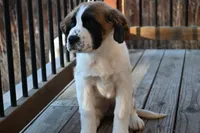 processed/f474c370-a41a-4d6e-9302-3dc1747fd9f5/listing/c25b5c02-975a-4f89-a078-168d23621096/fd2a8e91-1997-4abb-ba25-2abd8fa8da19