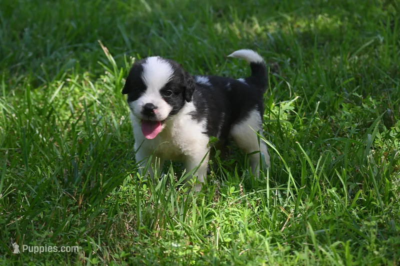 Simon Purebred St Bernard Registered / Pedigree Male – Saint Bernard puppy for sale in Kansas City, MO