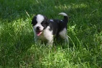 Simon Purebred St Bernard Registered / Pedigree Male, a male Saint Bernard for sale in Kansas City, MO – 1 of 10