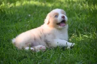 Red Merle Male John Wayne Blue Eyes, a male Australian Shepherd for sale in Kansas City, MO – 8 of 10
