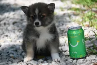 MIcro Tiny Gray Sable Wolf Mask / Registered / Pedigree, a female Pomeranian for sale in Kansas City, MO – 2 of 10