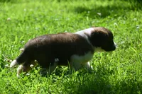 Female Purebred St Bernard Registered / Pedigree Female Cherrilyn, a female Saint Bernard for sale in Kansas City, MO – 8 of 10