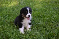 Tri Male Brutus, a male Australian Shepherd for sale in Kansas City, MO – 3 of 8