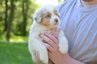 Red Merle Male John Wayne Blue Eyes, a male Australian Shepherd for sale in Kansas City, MO – 4 of 10