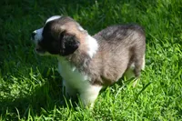 Lassie Purebred St Bernard Registered / Pedigree female , a female Saint Bernard for sale in Kansas City, MO – 4 of 10