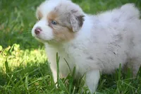 Red Merle Male John Wayne Blue Eyes, a male Australian Shepherd for sale in Kansas City, MO – 2 of 10