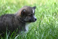 MIcro Tiny Gray Sable Wolf Mask / Registered / Pedigree, a female Pomeranian for sale in Kansas City, MO – 8 of 10