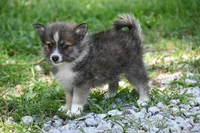 MIcro Tiny Gray Sable Wolf Mask / Registered / Pedigree, a female Pomeranian for sale in Kansas City, MO – 7 of 10