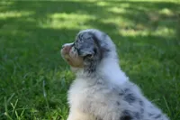 Blue Merle Female Ellyse Blue Eyes, a female Australian Shepherd for sale in Kansas City, MO – 6 of 10