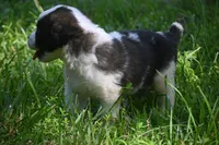 Simon Purebred St Bernard Registered / Pedigree Male, a male Saint Bernard for sale in Kansas City, MO – 5 of 10