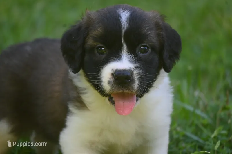 Female Purebred St Bernard Registered / Pedigree Female Cherrilyn – Saint Bernard puppy for sale in Kansas City, MO