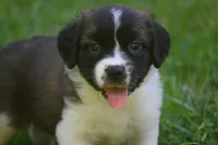 Female Purebred St Bernard Registered / Pedigree Female Cherrilyn, a female Saint Bernard for sale in Kansas City, MO – 1 of 10