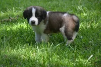 Bigly Purebred St Bernard Registered / Pedigree male , a male Saint Bernard for sale in Kansas City, MO – 3 of 8