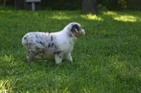 Blue Merle Female Sophie Blue Eyes, a female Australian Shepherd for sale in Kansas City, MO – 4 of 10