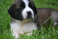 Purebred St Bernard Registered / Pedigree Calmly Male, a male Saint Bernard for sale in Kansas City, MO – 4 of 9
