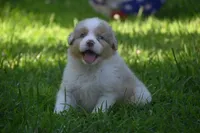 Red Merle Male John Wayne Blue Eyes, a male Australian Shepherd for sale in Kansas City, MO – 3 of 10