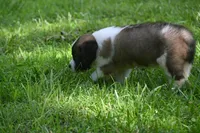 Bigly Purebred St Bernard Registered / Pedigree male , a male Saint Bernard for sale in Kansas City, MO – 6 of 8