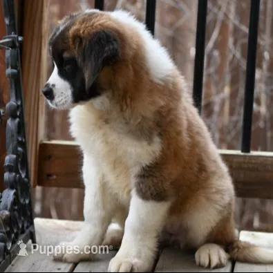 Buttercup 4948  F Avail w or w/o registration , a female Saint Bernard for sale in Kansas City, MO – Photo 2 of 10