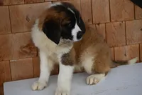 Buttercup 4948  F Avail w or w/o registration , a female Saint Bernard for sale in Kansas City, MO – Photo 5 of 10