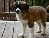 Buttercup 4948  F Avail w or w/o registration , a female Saint Bernard for sale in Kansas City, MO – Photo 7 of 10