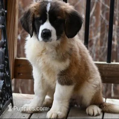 Buttercup 4948  F Avail w or w/o registration  – Saint Bernard puppy for sale in Kansas City, MO