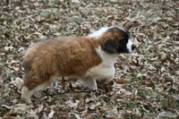 Buttercup 4948  F Avail w or w/o registration , a female Saint Bernard for sale in Kansas City, MO – Photo 6 of 10