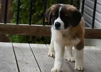 Buttercup 4948  F Avail w or w/o registration , a female Saint Bernard for sale in Kansas City, MO – Photo 3 of 10