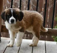 Buttercup 4948  F Avail w or w/o registration , a female Saint Bernard for sale in Kansas City, MO – Photo 10 of 10