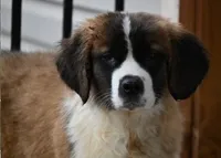 Buttercup 4948  F Avail w or w/o registration , a female Saint Bernard for sale in Kansas City, MO – Photo 4 of 10