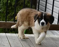 Buttercup 4948  F Avail w or w/o registration , a female Saint Bernard for sale in Kansas City, MO – Photo 8 of 10