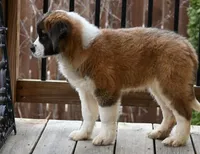 Buttercup 4948  F Avail w or w/o registration , a female Saint Bernard for sale in Kansas City, MO – Photo 9 of 10
