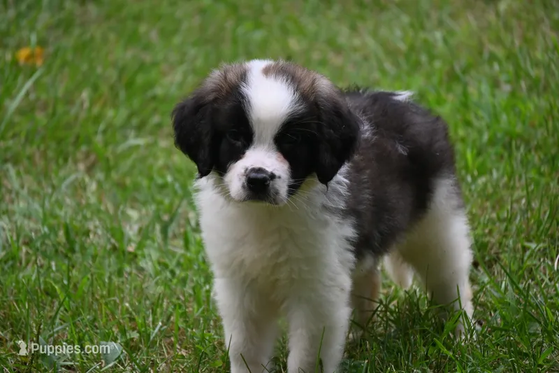Simon Purebred St Bernard Registered / Pedigree Male – Saint Bernard puppy for sale in Kansas City, MO