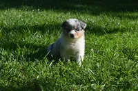 Blue Merle Female Ellyse Blue Eyes, a female Australian Shepherd for sale in Kansas City, MO – 7 of 10