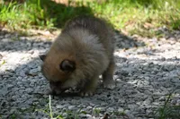 Miny Tiny Dark Gray Sable Wolf Brows Fluffy / Registered / Pedigree, a female Pomeranian for sale in Kansas City, MO – 8 of 10