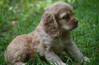 Cocker Spaniel Buff / Registered / Pedigree / Beautiful Pup!, a male Cocker Spaniel for sale in Kansas City, MO – 4 of 5