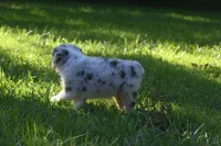 Blue Merle Female Sophie Blue Eyes, a female Australian Shepherd for sale in Kansas City, MO – 9 of 10