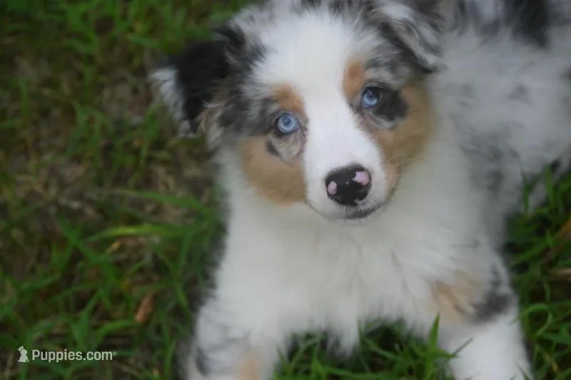 Blue Merle Female Ellyse Blue Eyes – Australian Shepherd puppy for sale in Kansas City, MO