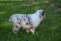 Blue Merle Female Sophie Blue Eyes, a female Australian Shepherd for sale in Kansas City, MO – 7 of 10