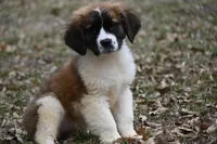 Biscuit 4957 F, a female Saint Bernard for sale in Kansas City, MO – Photo 1 of 6