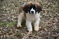 Biscuit 4957 F Avail w or w/o registration , a female Saint Bernard for sale in Kansas City, MO – Photo 8 of 10