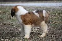 Biscuit 4957 F Avail w or w/o registration , a female Saint Bernard for sale in Kansas City, MO – Photo 10 of 10