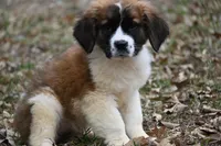 Biscuit 4957 F, a female Saint Bernard for sale in Kansas City, MO – Photo 5 of 6