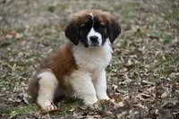 Biscuit 4957 F, a female Saint Bernard for sale in Kansas City, MO – Photo 4 of 6