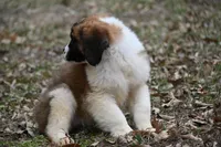 Biscuit 4957 F, a female Saint Bernard for sale in Kansas City, MO – Photo 3 of 6