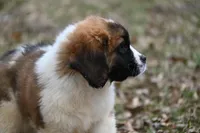 Biscuit 4957 F Avail w or w/o registration , a female Saint Bernard for sale in Kansas City, MO – Photo 9 of 10